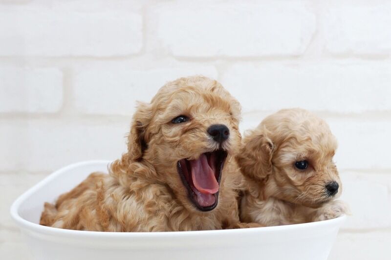 AdobeStock_256331906